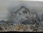 Petrified Wood Cast Slab - Tom Minor Basin #31461-2
